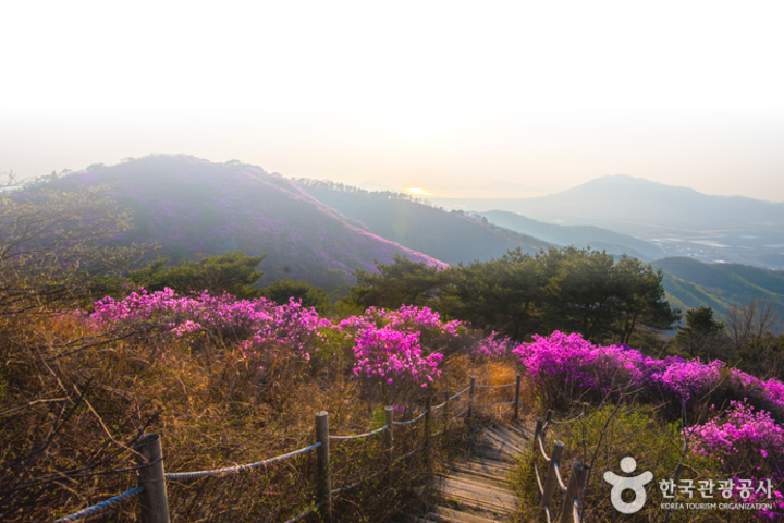江華島高麗山杜鵑花節一天團