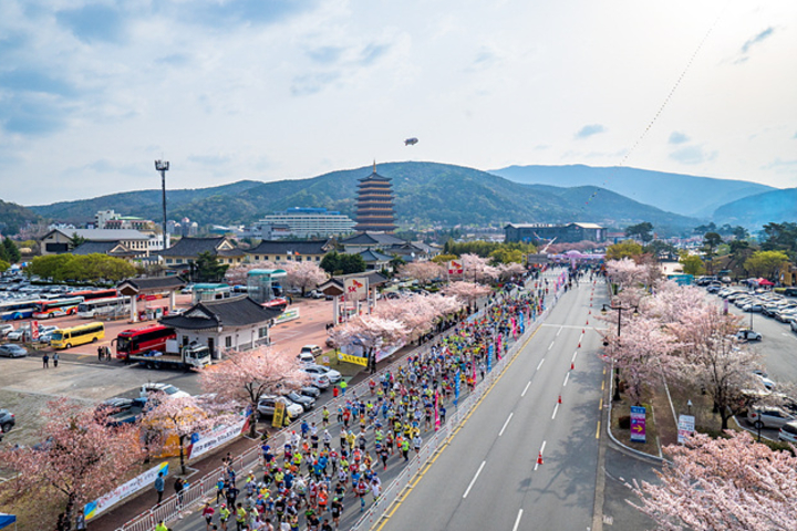 2026 慶州櫻花馬拉松賽事報名
