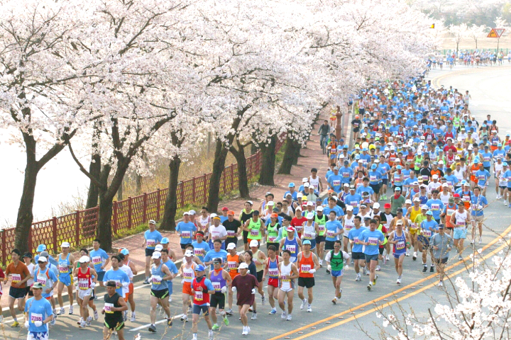 2026 慶州櫻花馬拉松賽事報名