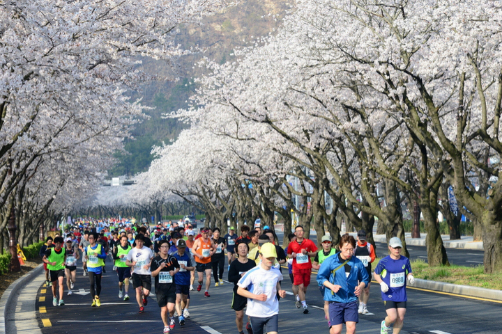 2026 慶州櫻花馬拉松賽事報名