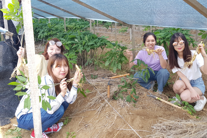 江華島超人氣斜坡滑車 海岸鐵路自行車 小倉織物體驗館一天團